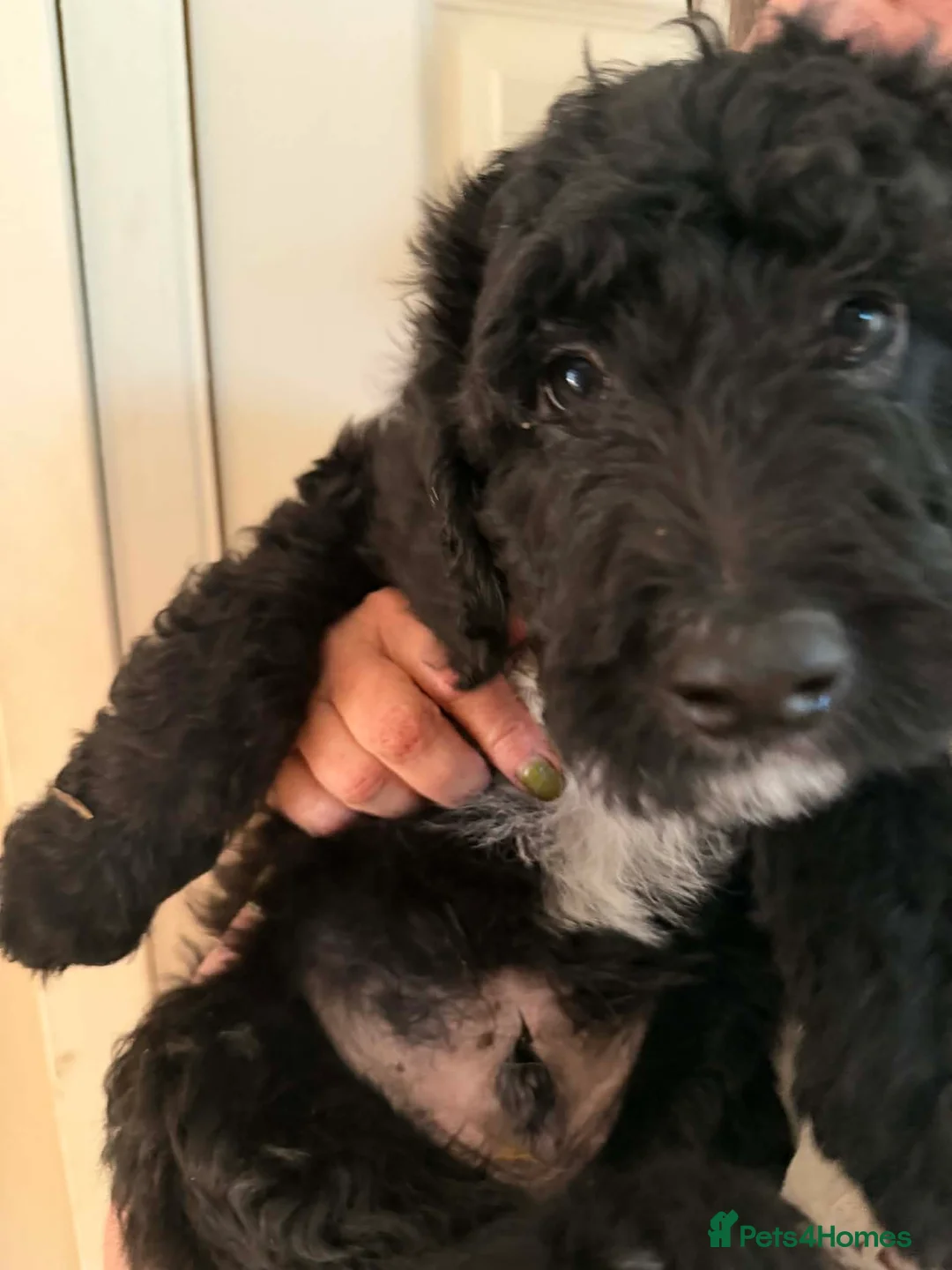 Bordoodle dogs for sale: ADORABLE F1B  BORDOODLE PUPPIES AVAILABLE NOW!! - Advert 2