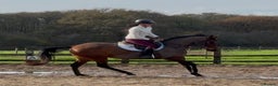 Other Breed horses for sale: Easy Allrounder  - Advert 13