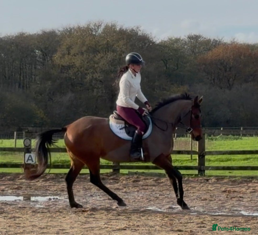Other Breed horses for sale: Easy Allrounder  - Advert 13
