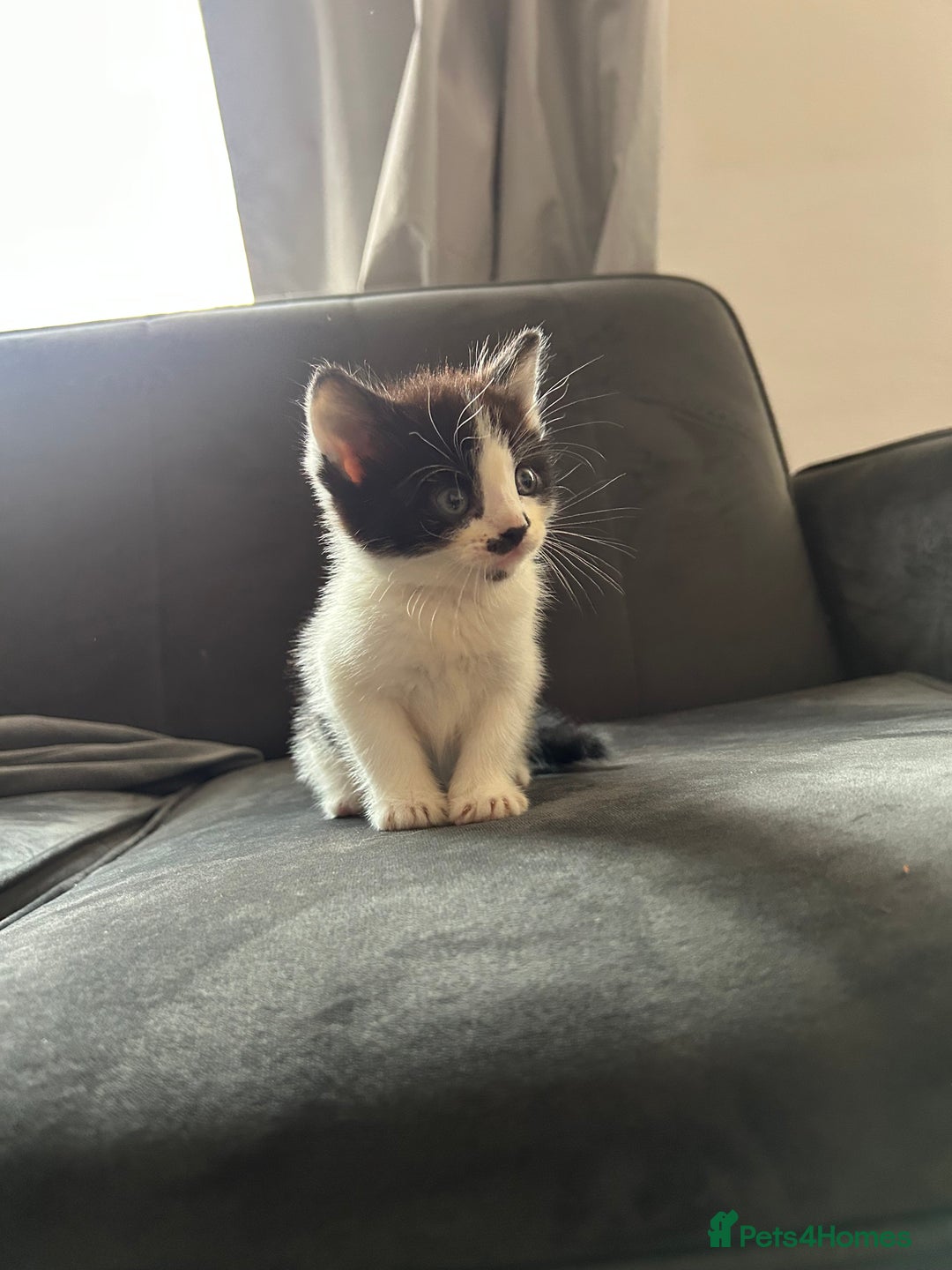 Domestic Shorthair cats for sale: 5 fluffy kittens  - Image 10