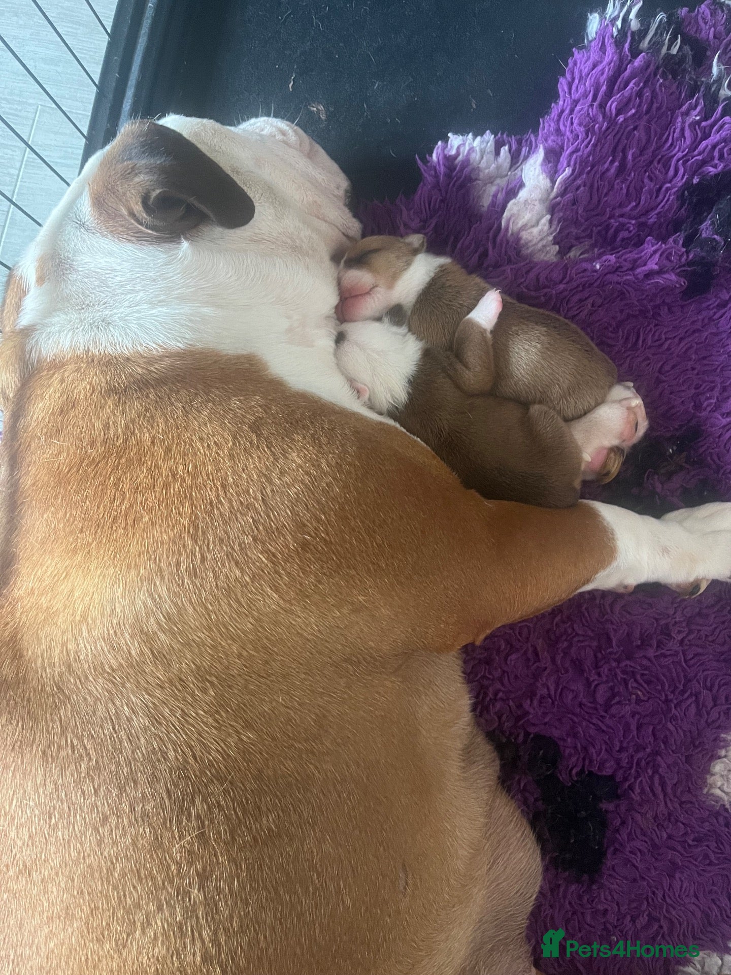 English Bulldog dogs 2 stunning girls dad is gold health tested  - Advert 1