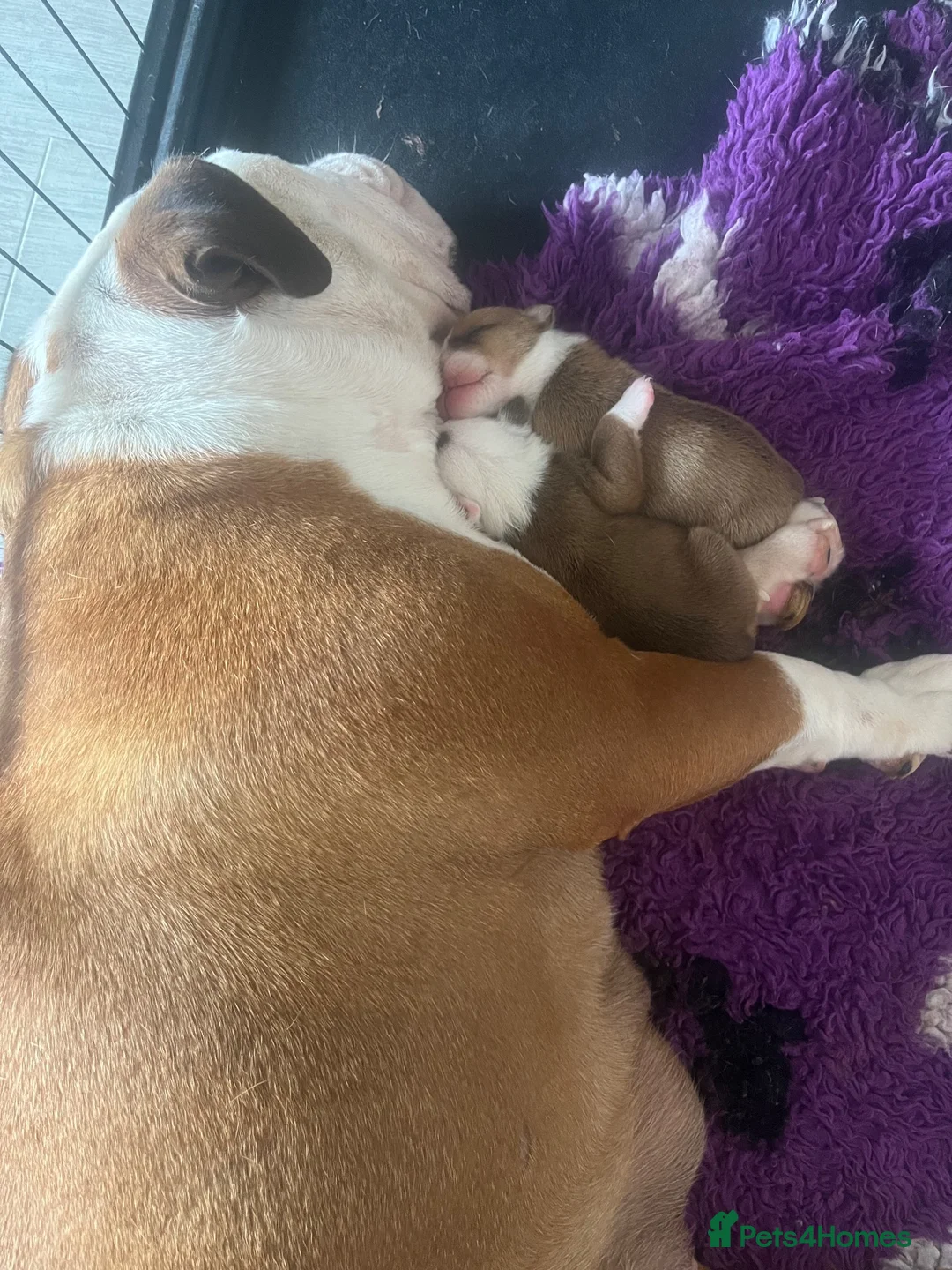 English Bulldog dogs for sale: 2 stunning girls dad is gold health tested  - Advert 1