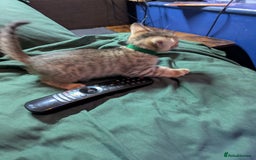 Mixed Breed cats for sale: Have two male and 2 female kittens   - Image 8