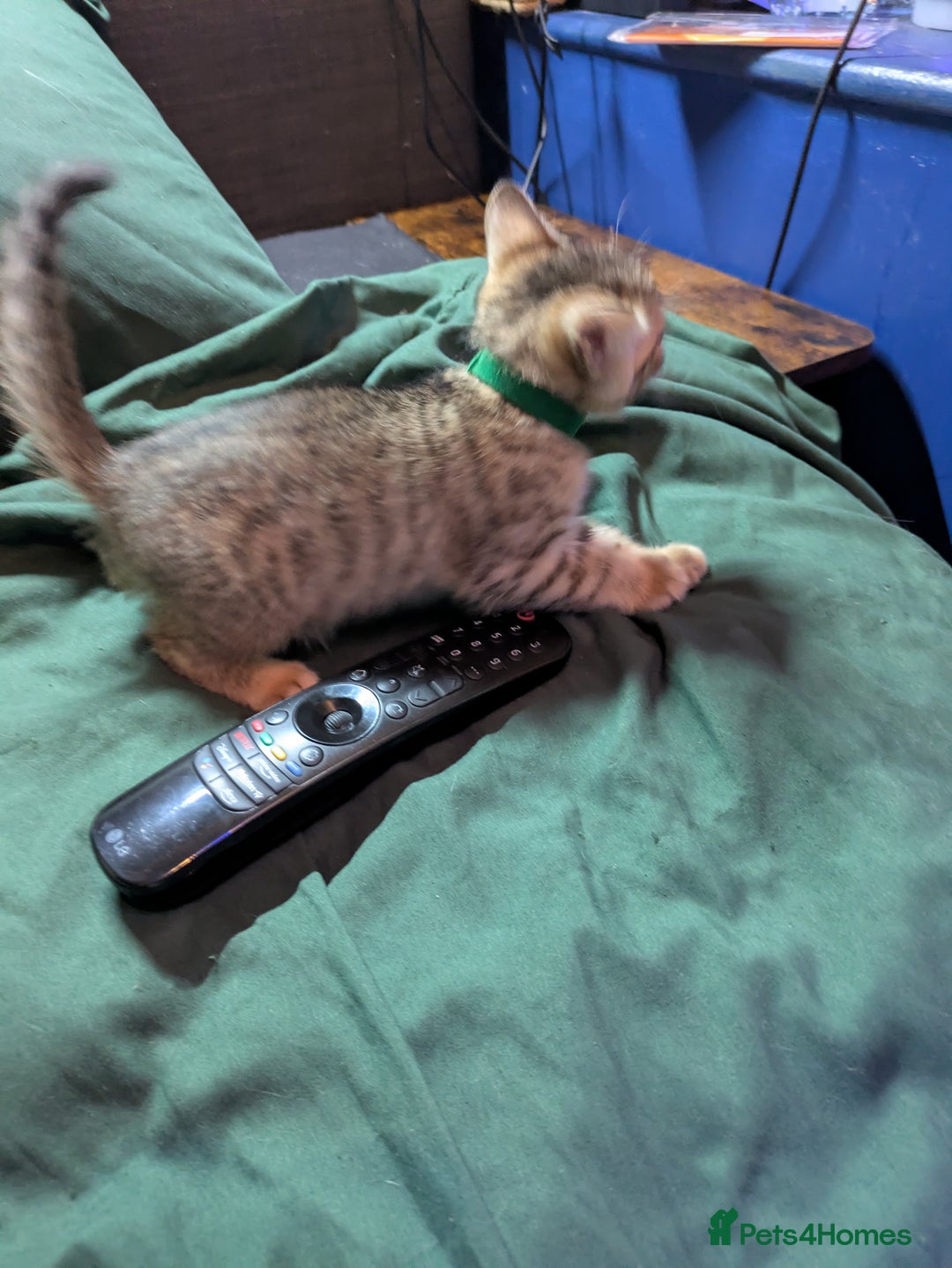 Mixed Breed cats for sale: Have two male and 2 female kittens   - Image 8