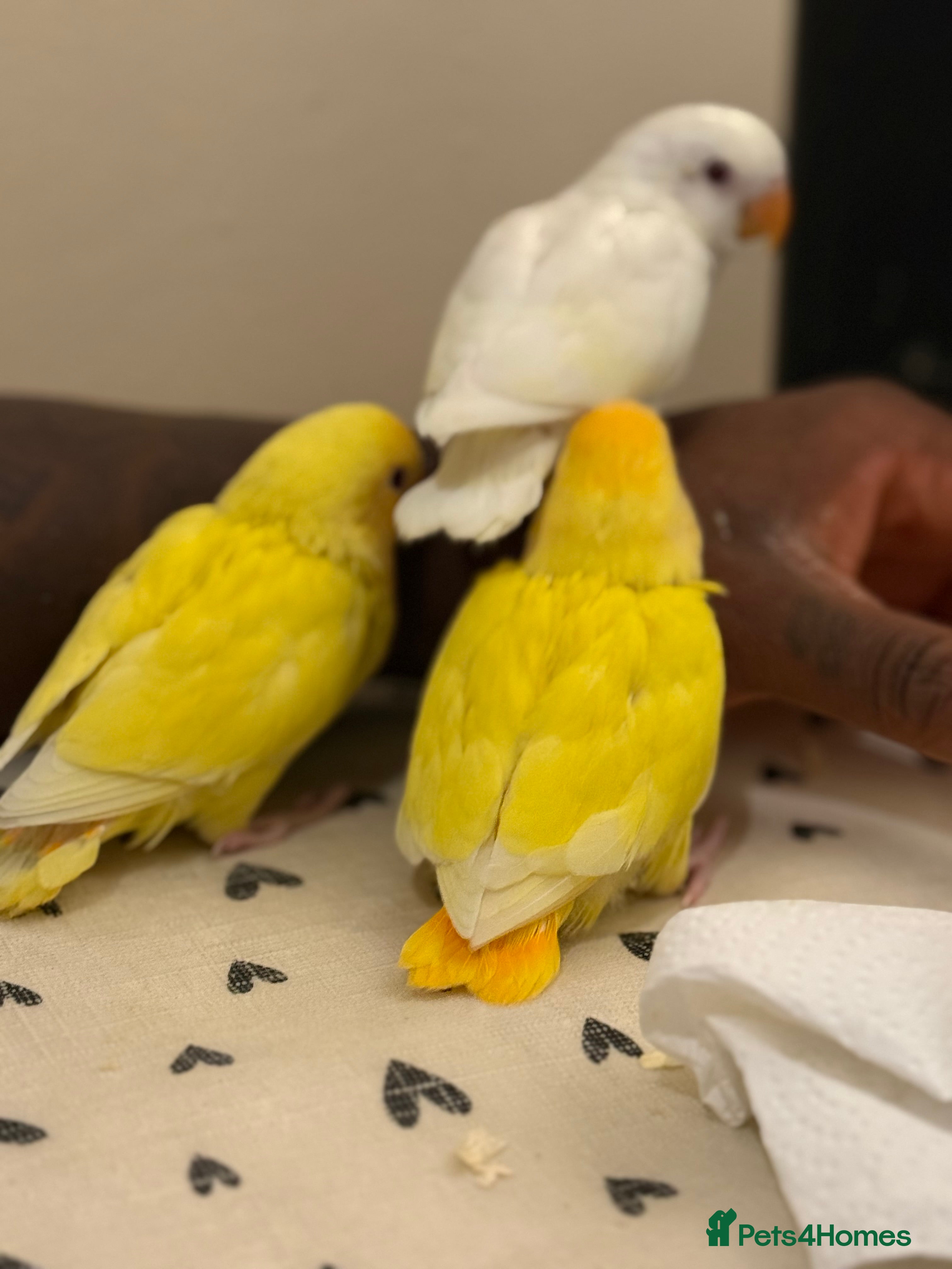 Lovebirds birds Hand-reared Lovebirds  - Advert 9