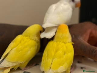 Lovebirds birds Hand-reared Lovebirds - Advert 9