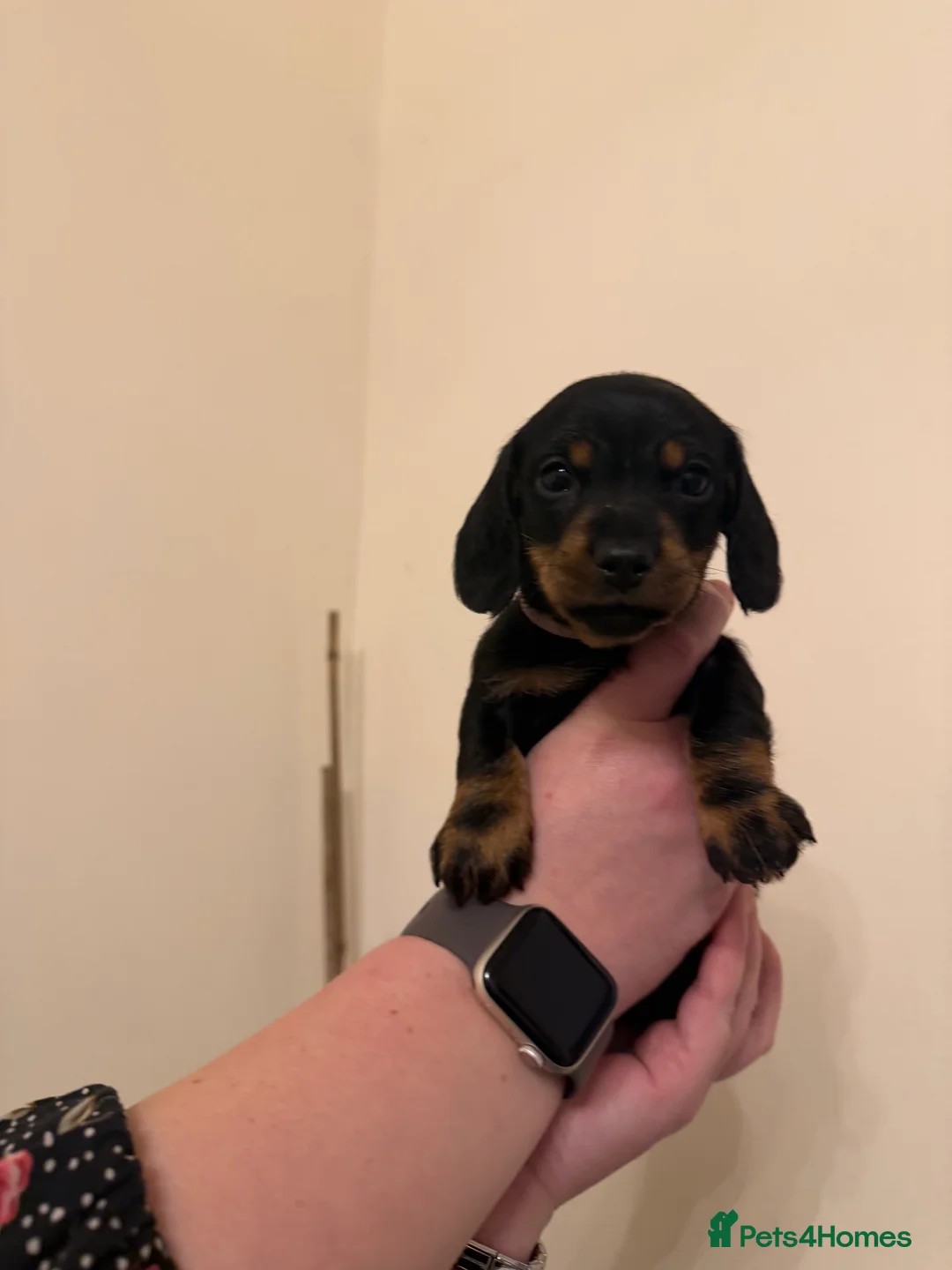 Miniature Dachshund dogs for sale: Miniature Dachshunds  - Advert 10