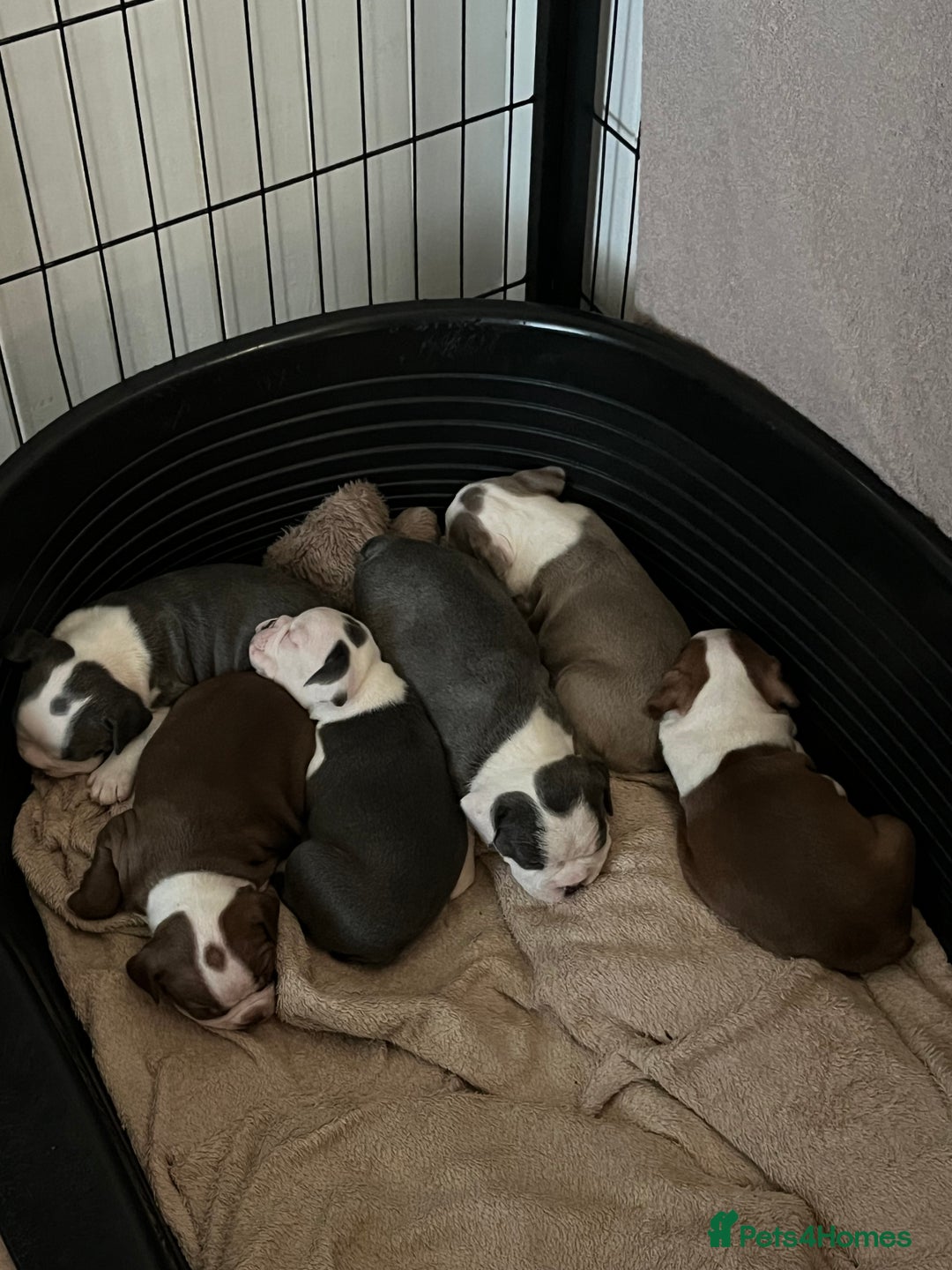 Boston Terrier dogs for sale: Stunning Bostons *1 BEAUTIFUL BOY REMAINING* - Advert 9