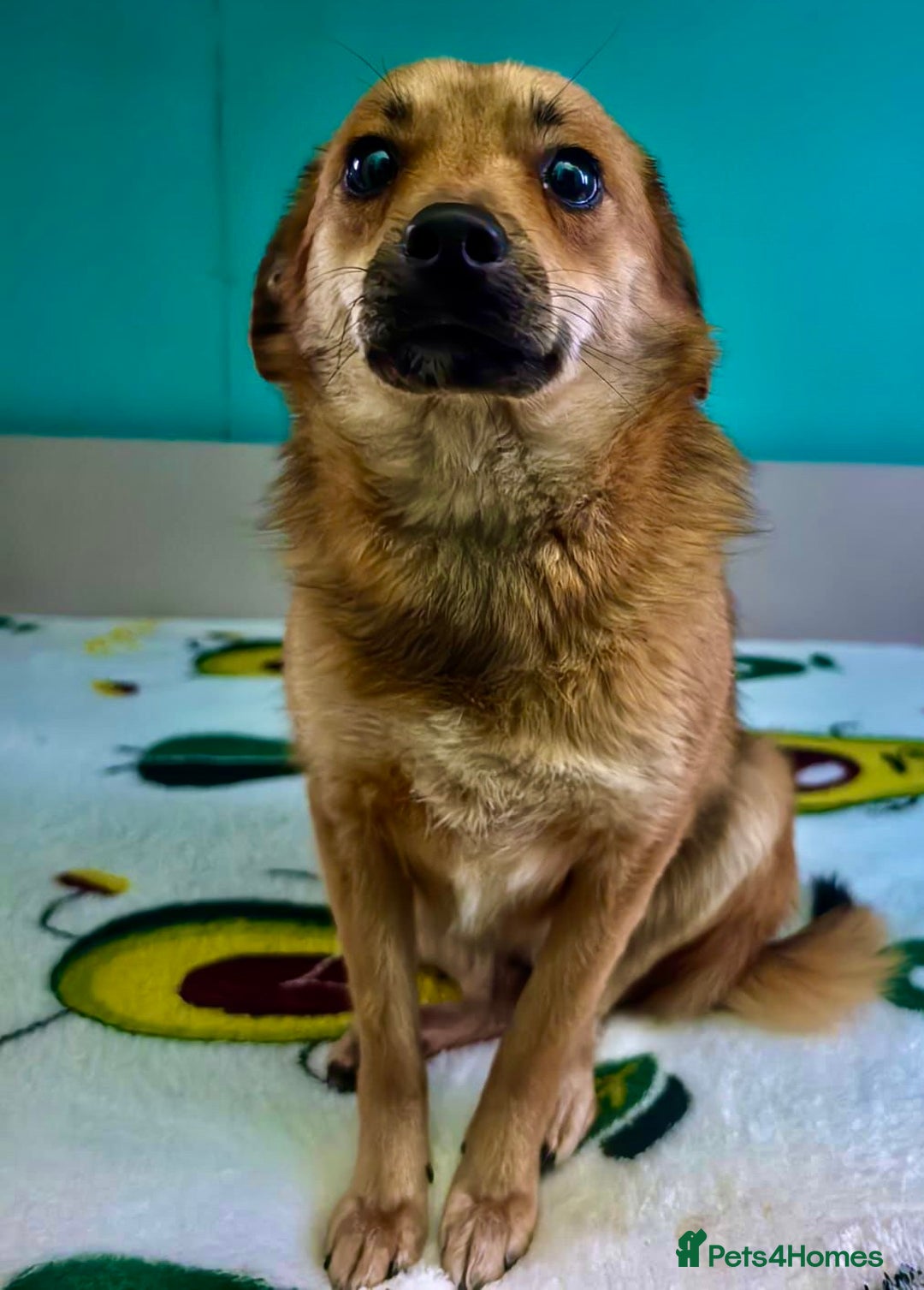 Border Collie dogs for adoption: 🐾 ROSIE – Female Border Collie (Small) - Advert 4