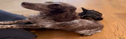 Cockapoo dogs for sale: Beautiful cockerpoo puppies  - Advert 21