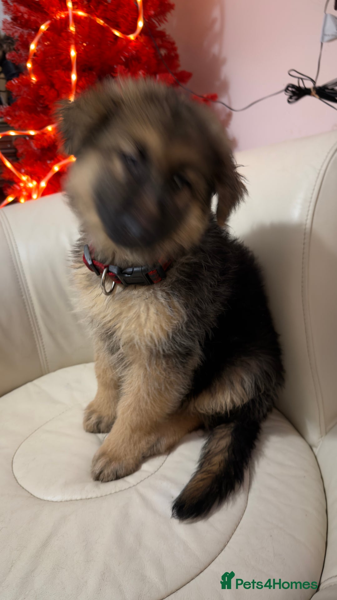 German Shepherd dogs for sale: German shepard pups black tan girl  reduced - Advert 6