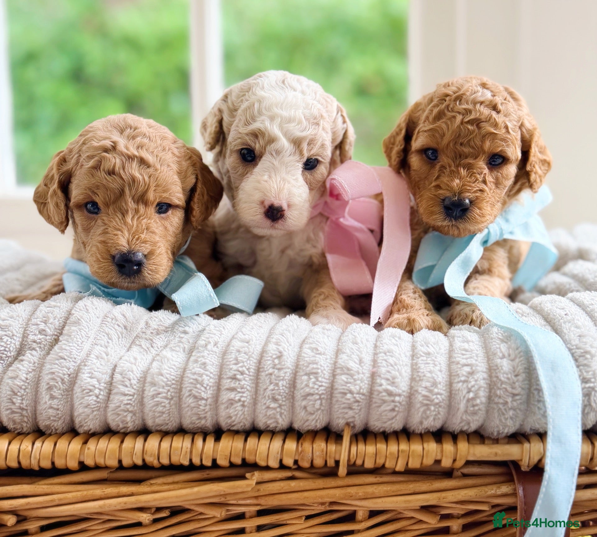 Cavapoochon dogs Cavapoochon puppies - Advert 2
