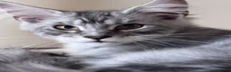 Maine Coon cats for sale: Gorgeous Maine Coon male with GCCF pedigree  - Advert 2