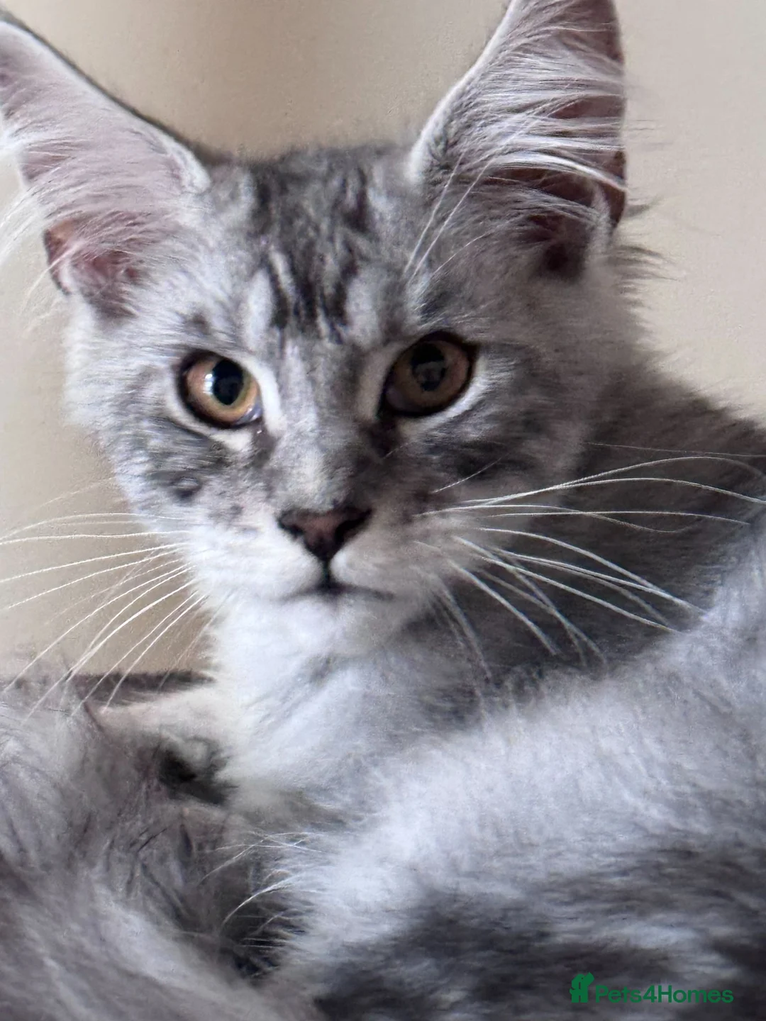 Maine Coon cats for sale: Gorgeous Maine Coon male with GCCF pedigree  - Advert 2
