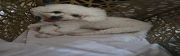 Bichon Frise dogs for sale: Male bichon - Advert 2