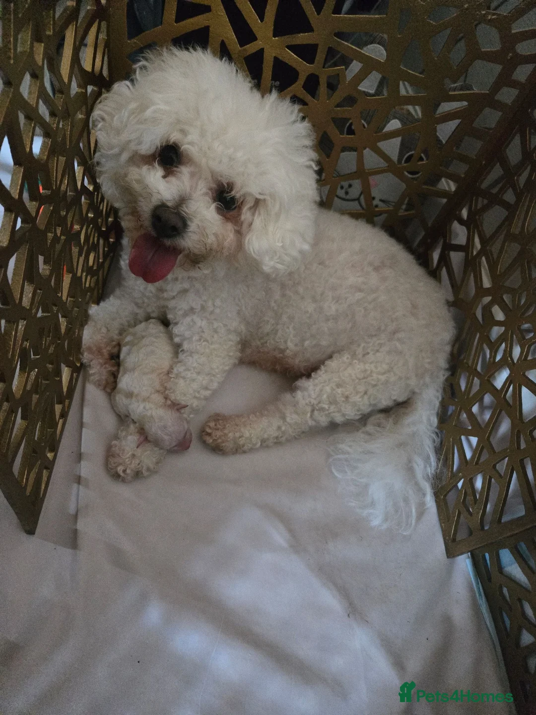 Bichon Frise dogs for sale: Male bichon - Advert 2