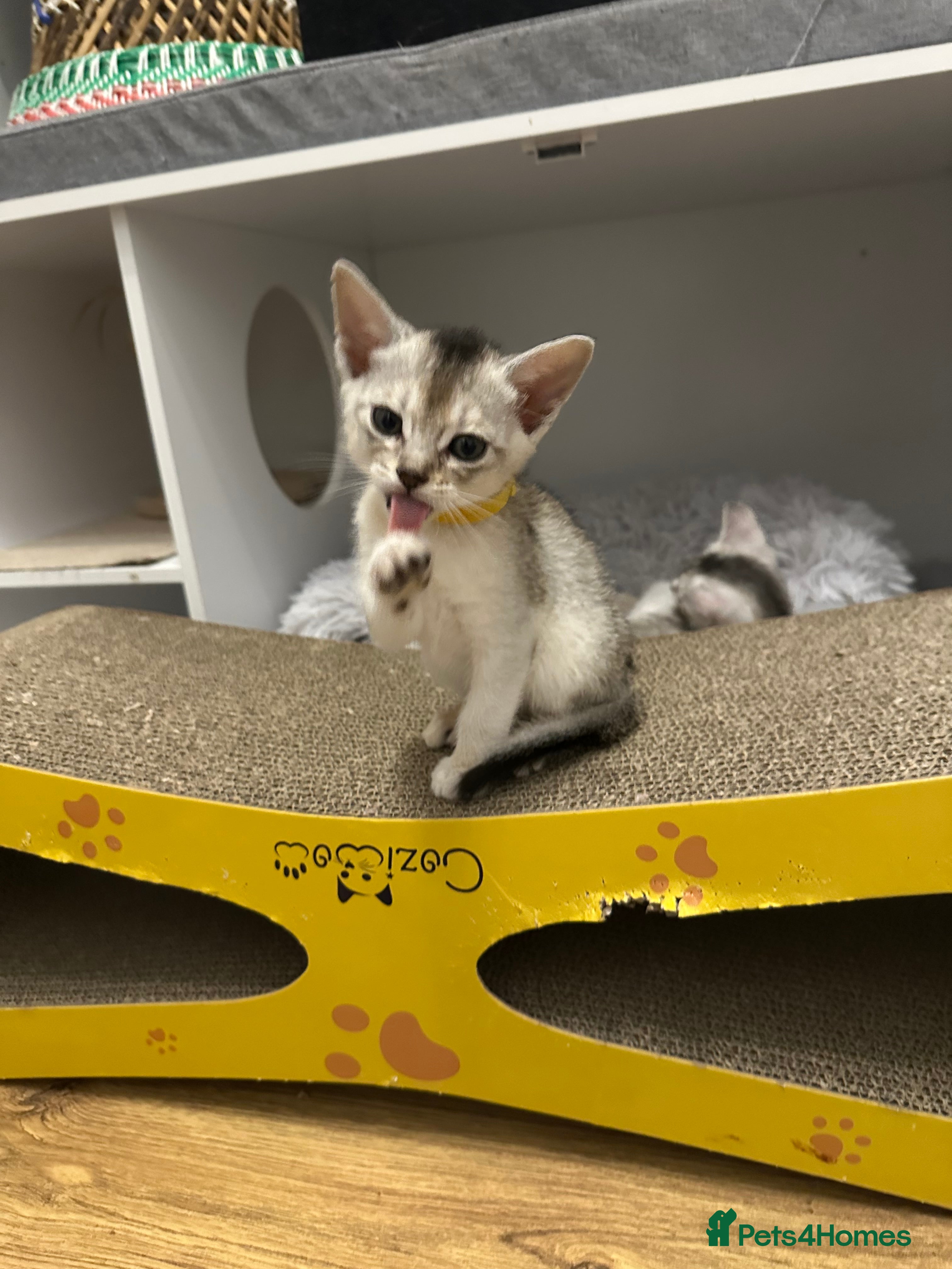 Abyssinian cats Pedigree Abyssinian kittens  - Advert 16