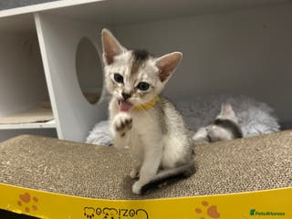 Abyssinian cats Pedigree Abyssinian kittens - Advert 16