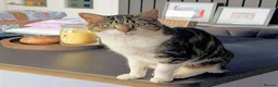 Mixed Breed cats for adoption: MEG... - Advert 2