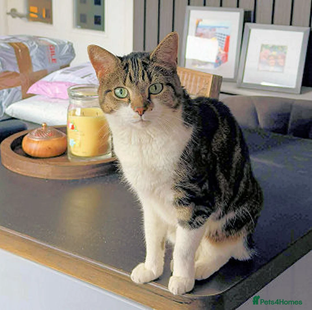Mixed Breed cats for adoption: MEG... - Advert 2