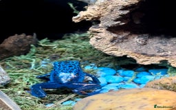 Frog reptiles for sale: Blue Frogs For Sale - Image 5
