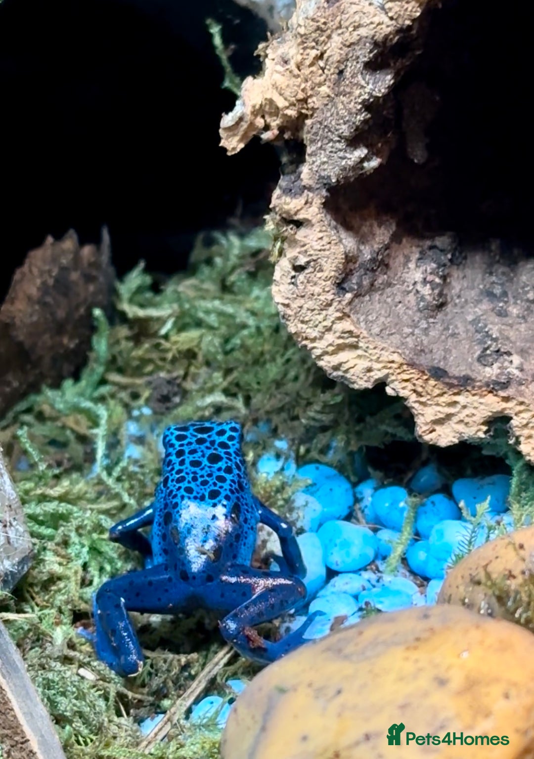 Frog reptiles for sale: Blue Frogs For Sale - Image 5