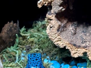 Frog reptiles - Advert 8