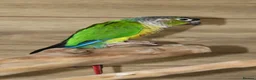 Budgerigars birds for sale: Budgies, Green Cheek Conures Easy Hand-Reared  - Advert 4