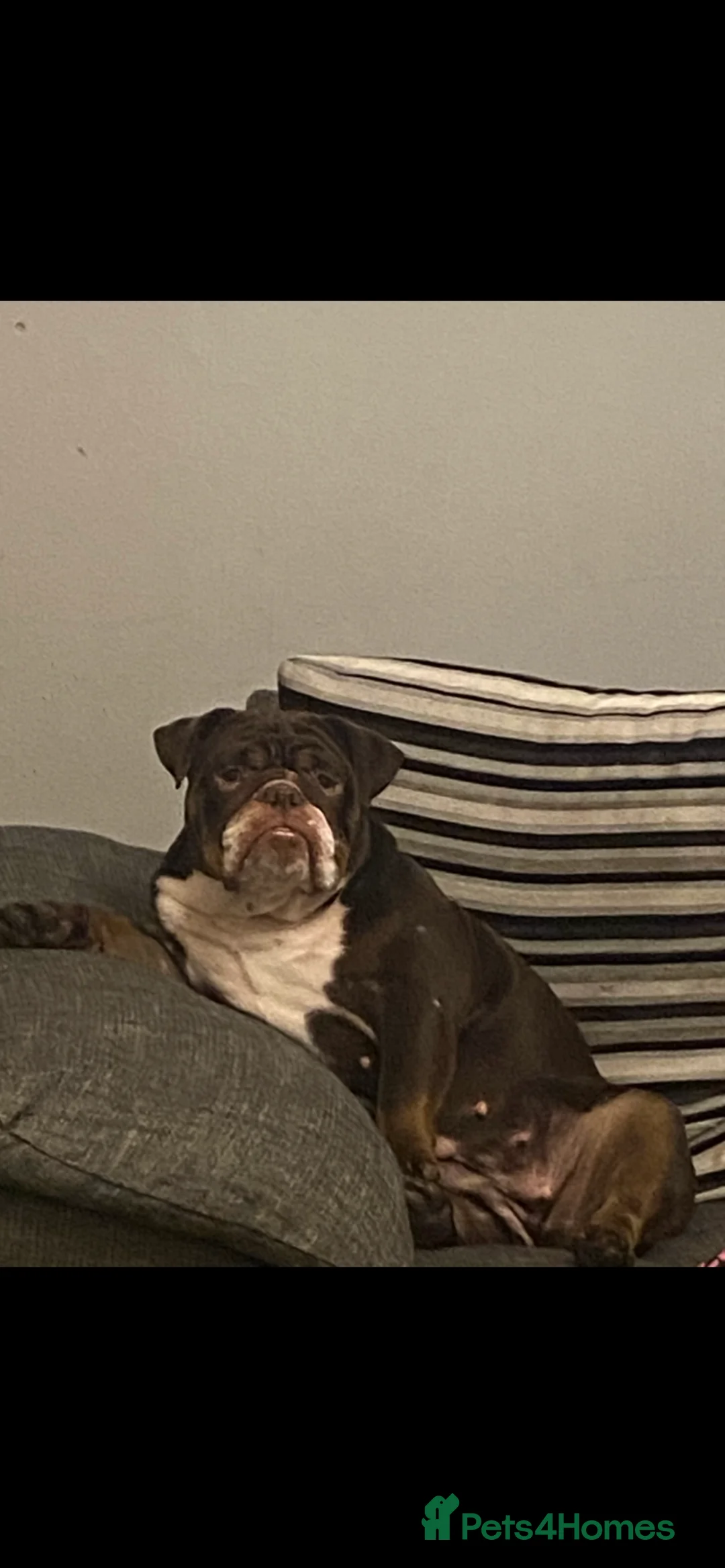 English Bulldog dogs for sale: 19 month old british bulldog female - Advert 4