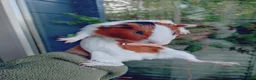 Guinea Pig rodents for sale: Baby females and males - Advert 3