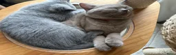 British Shorthair cats for sale: British Shorthair GCCF-registered Kittens  - Advert 3