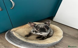 French Bulldog dogs for sale: Beautiful Mabel looking for a forever home  - Image 2