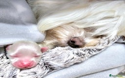 Maltese dogs for sale: Stunning  Maltese  - Image 7