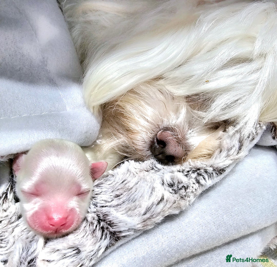 Maltese dogs for sale: Stunning  Maltese  - Image 7