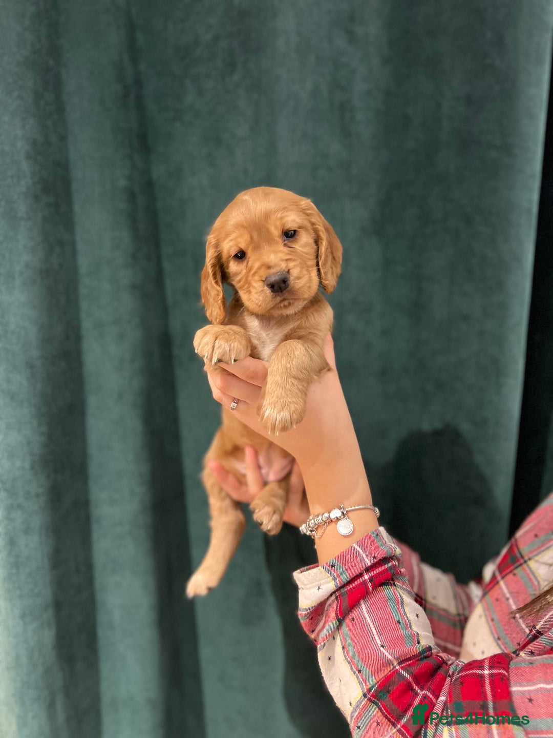 Cocker Spaniel dogs for sale: Cocker Spaniel Puppy  - Advert 5