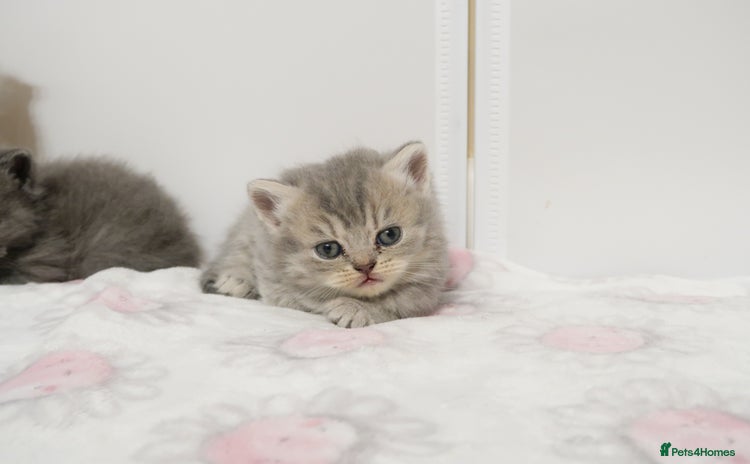 British Shorthair cats - Advert 14