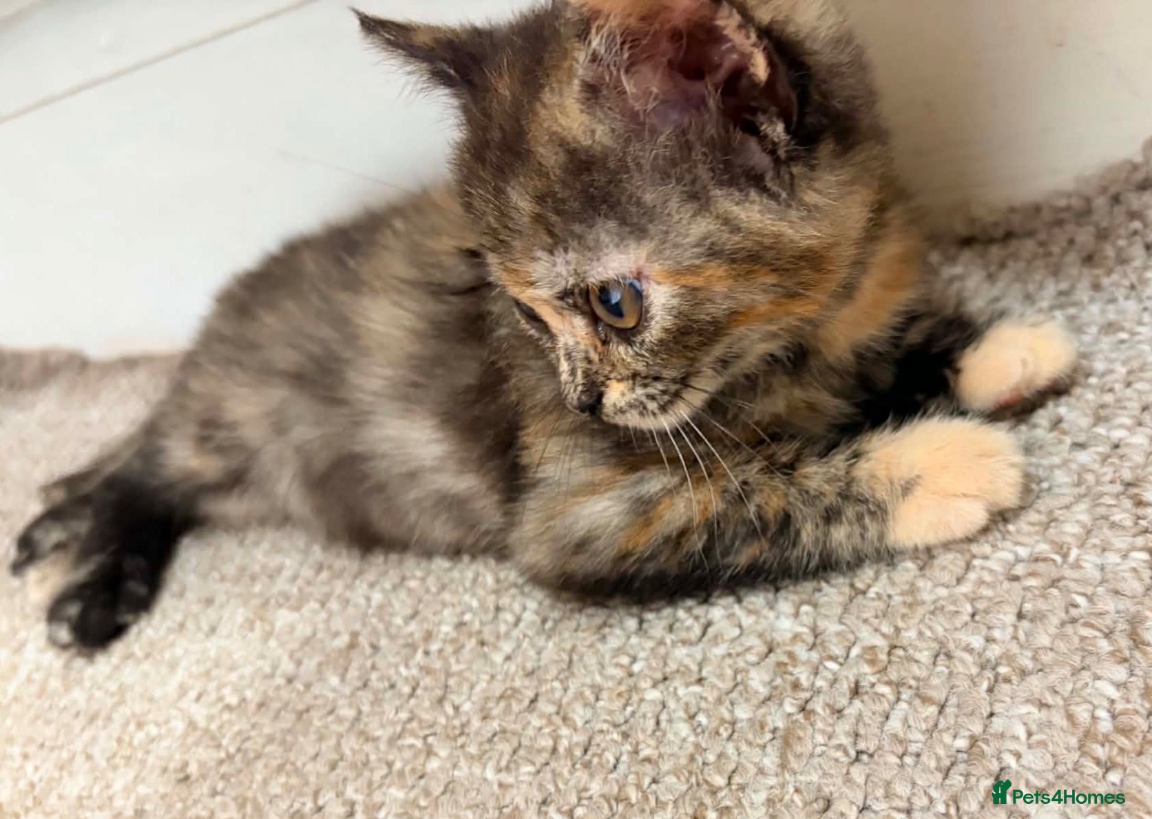 Mixed Breed cats 2 left. British Shorthair cross kittens. Ready now - Advert 15