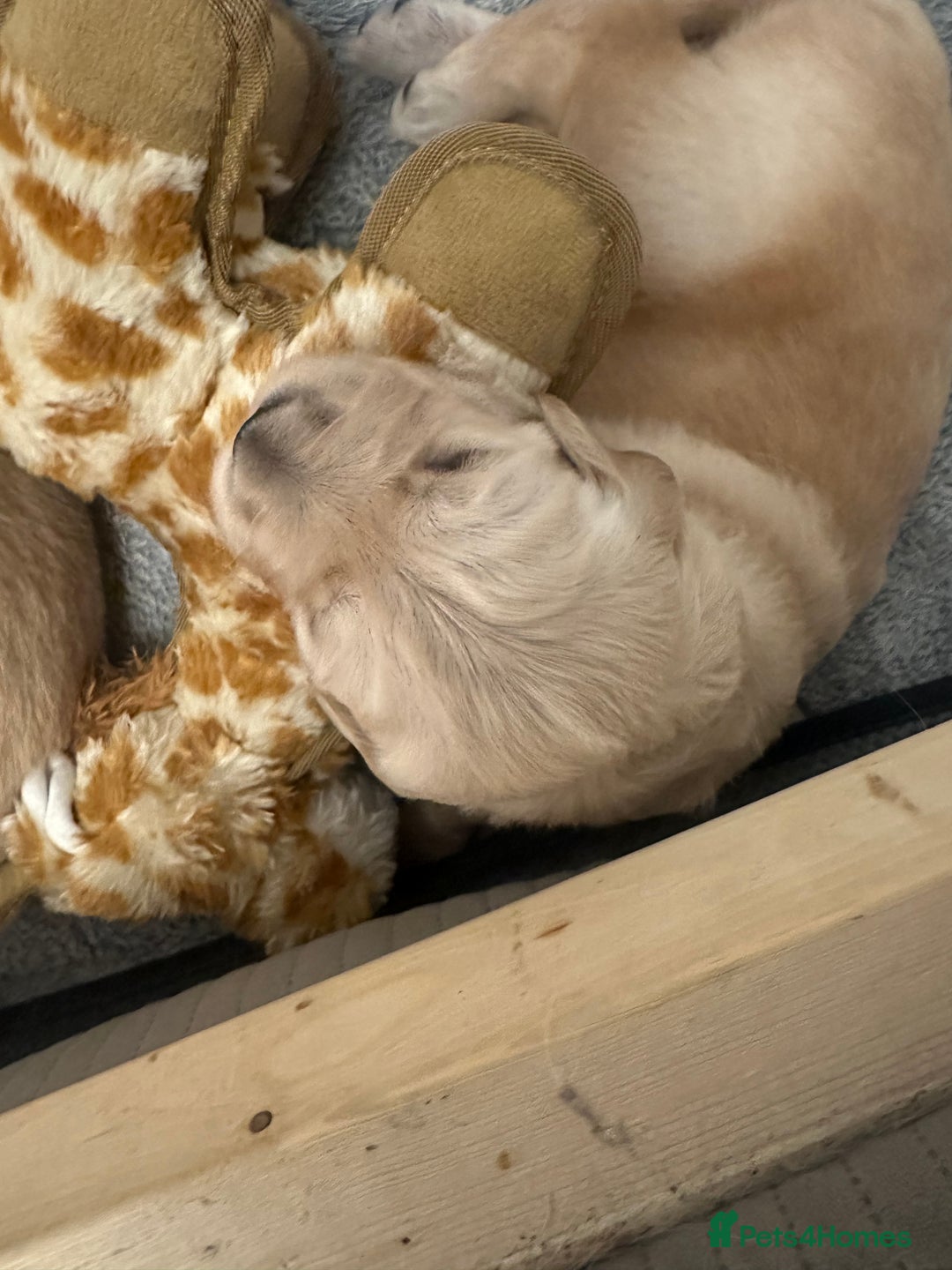 Golden Retriever dogs for sale: One girl left - Image 3