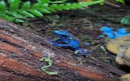 Frog reptiles for sale: 🩵🩵BLUE FROGS FOR SALE 🩵🩵 - Image 8