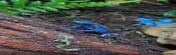 Frog reptiles for sale: 🩵🩵BLUE FROGS FOR SALE 🩵🩵 Last 4 left! - Advert 3