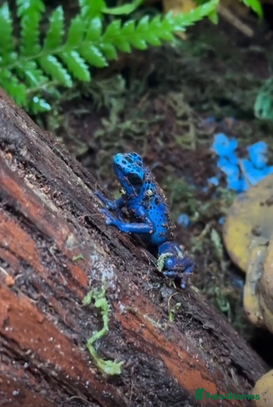 Frog reptiles for sale: 🩵🩵BLUE FROGS FOR SALE 🩵🩵 - Image 8
