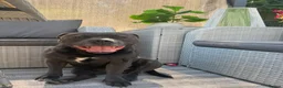 Staffordshire Bull Terrier dogs for stud: KC blue staffordshire bull terrier  - Advert 4