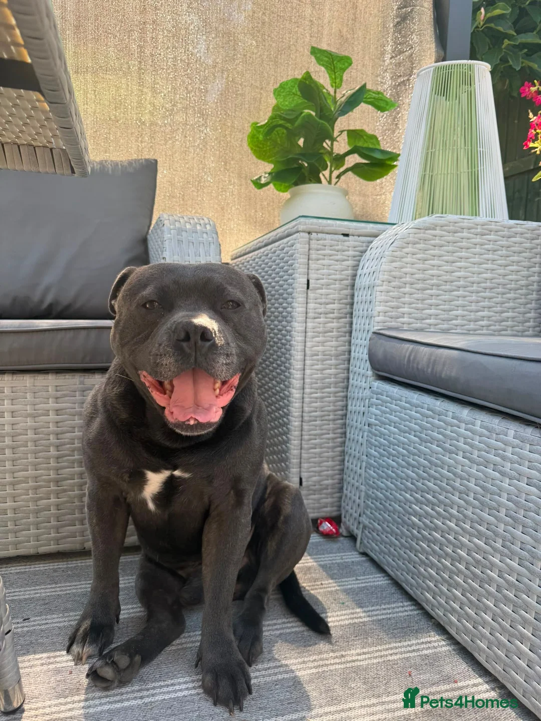 Staffordshire Bull Terrier dogs for stud: KC blue staffordshire bull terrier  - Advert 4