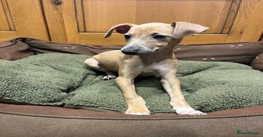 Italian Greyhound dogs - Advert 11