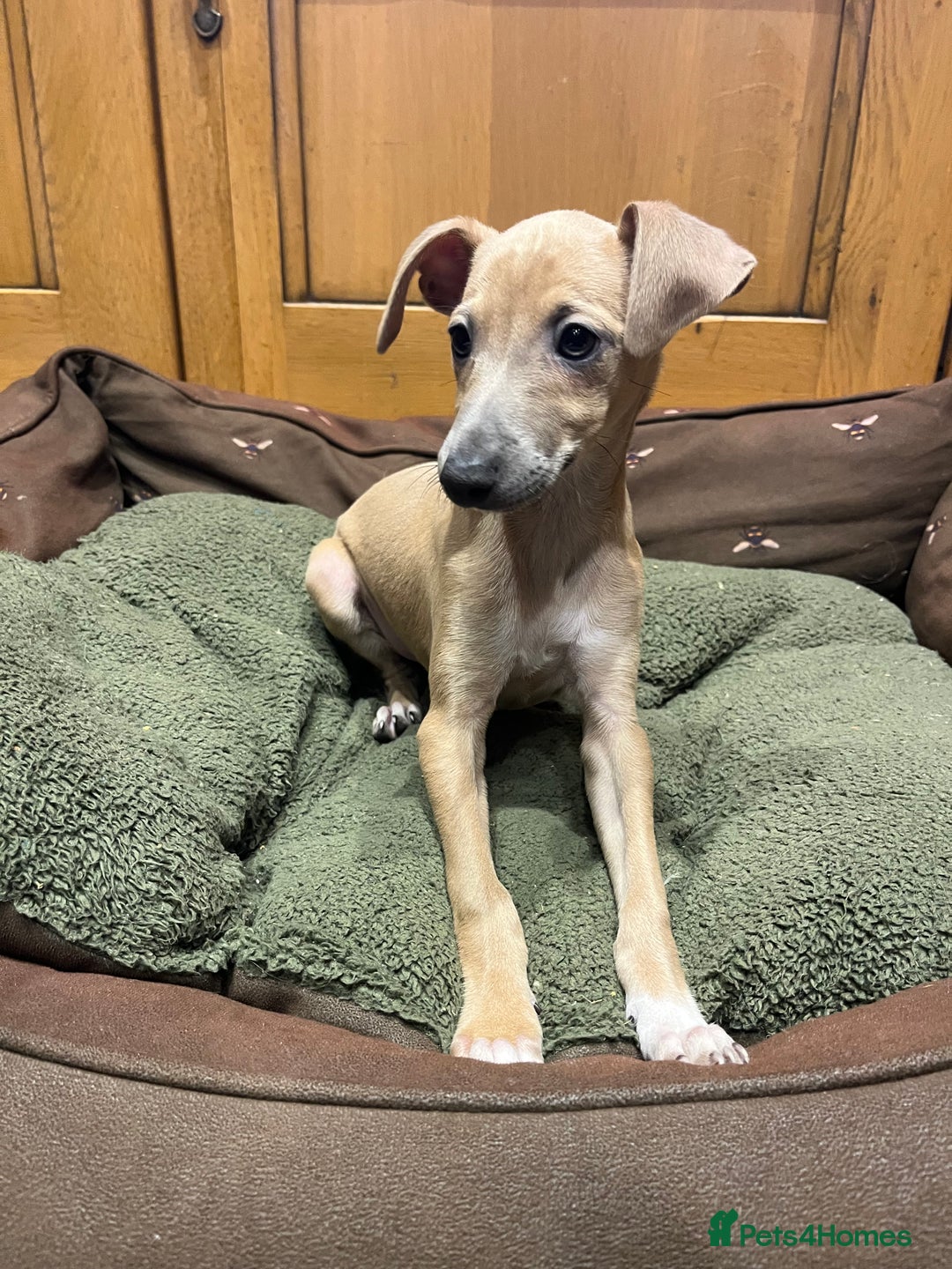 Italian Greyhound dogs for sale: Italian greyhound puppies  - Advert 3