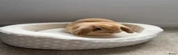 Mini Lop rabbits for sale: Beautiful mini lop Bunny in Fleet - Advert 1