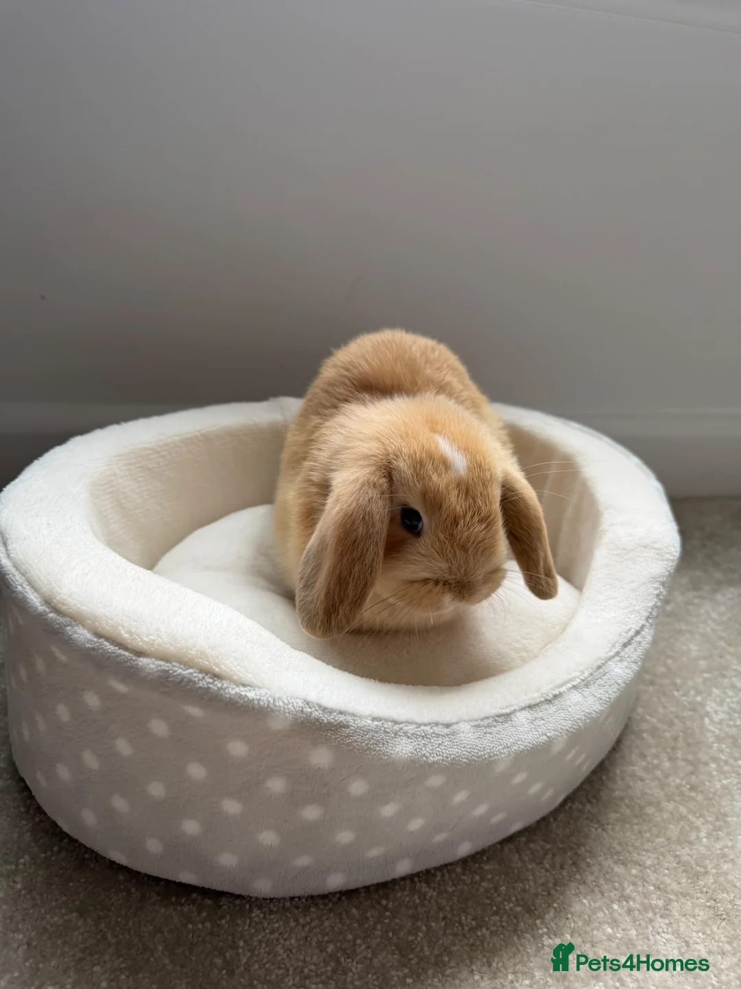 Mini Lop rabbits for sale: Beautiful mini lop Bunny in Fleet - Advert 1