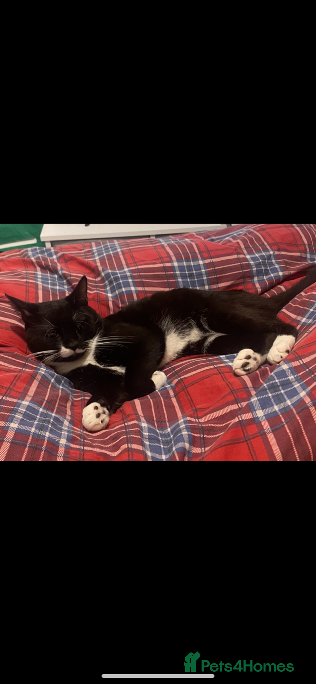 Mixed Breed cats for sale: 2 Male Cats for a new home!  - Advert 5