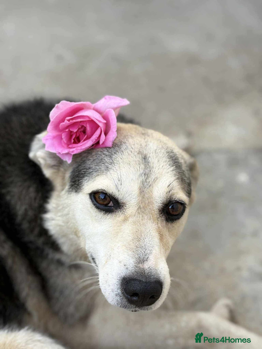 Mixed Breed dogs for adoption: Cindy for adoption - Advert 2