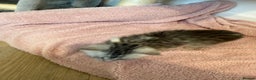 Mixed Breed cats for sale: Maine Coon x Savannah Kittens - Advert 17